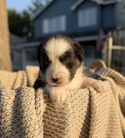 Monday, a male Australian Shepherd for sale in Richland, WA – 1 of 10