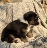 Saturday, a male Australian Shepherd for sale in Richland, WA – 10 of 10