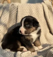 Saturday, a male Australian Shepherd for sale in Richland, WA – 5 of 10