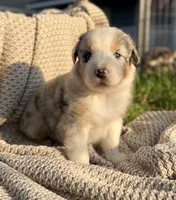 Tuesday, a male Australian Shepherd for sale in Richland, WA – 9 of 10