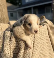 Tuesday, a male Australian Shepherd for sale in Richland, WA – 5 of 10