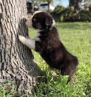 Wednesday, a male Australian Shepherd for sale in Richland, WA – 2 of 2