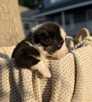 Wednesday, a male Australian Shepherd for sale in Richland, WA – 2 of 8