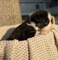 Wednesday, a male Australian Shepherd for sale in Richland, WA – 6 of 8