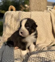 Wednesday, a male Australian Shepherd for sale in Richland, WA – 7 of 8
