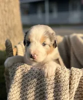 Tuesday, a male Australian Shepherd for sale in Richland, WA – 4 of 10