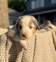 Tuesday, a male Australian Shepherd for sale in Richland, WA – 6 of 10