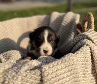 Saturday, a male Australian Shepherd for sale in Richland, WA – 8 of 10