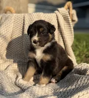 Sunday, a female Australian Shepherd for sale in Richland, WA – 9 of 10