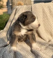 Friday, a male Australian Shepherd for sale in Richland, WA – 4 of 9