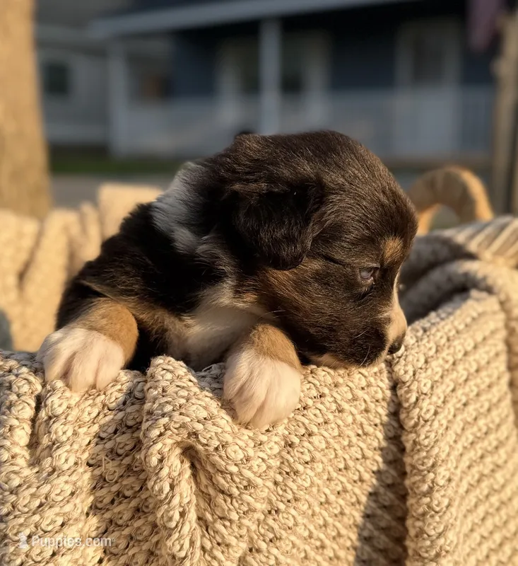 Sunday – Australian Shepherd puppy for sale in Richland, WA