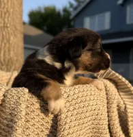 Sunday, a female Australian Shepherd for sale in Richland, WA – 6 of 10