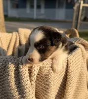 Monday, a male Australian Shepherd for sale in Richland, WA – 4 of 10