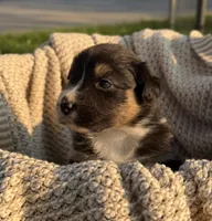 Sunday, a female Australian Shepherd for sale in Richland, WA – 2 of 10