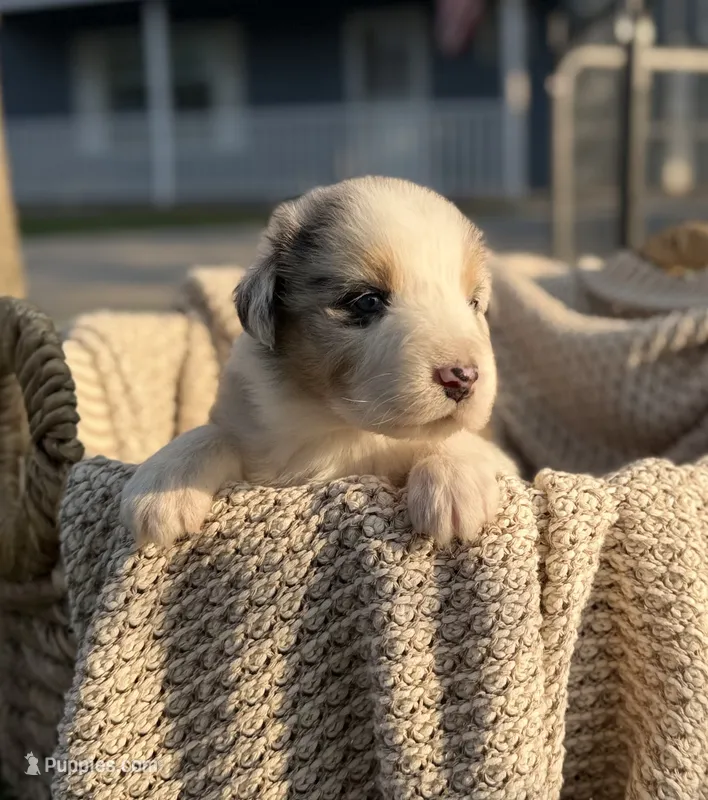 Tuesday – Australian Shepherd puppy for sale in Richland, WA