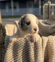 Tuesday, a male Australian Shepherd for sale in Richland, WA – 1 of 10