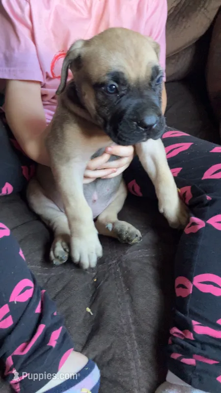 Blue collar girl  – Cane Corso puppy for sale in Bethany, MO