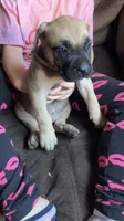 Blue collar girl , a female Cane Corso for sale in Bethany, MO – 1 of 4