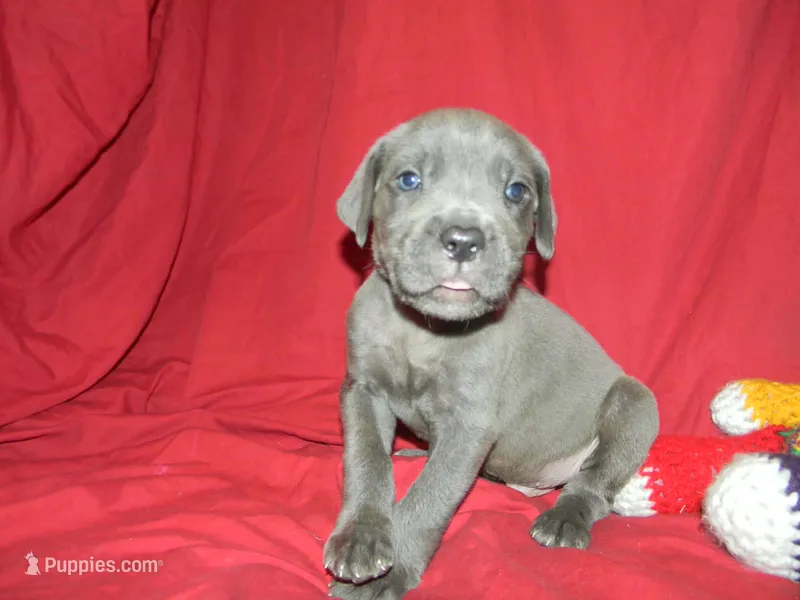 Male 7  – Cane Corso puppy for sale in Bethany, MO