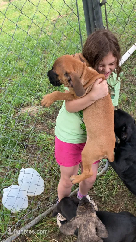Teal collar boy  – Cane Corso puppy for sale in Bethany, MO