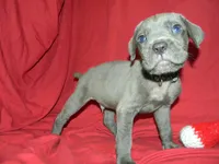 Male 1 , a male Cane Corso for sale in Bethany, MO – 1 of 4