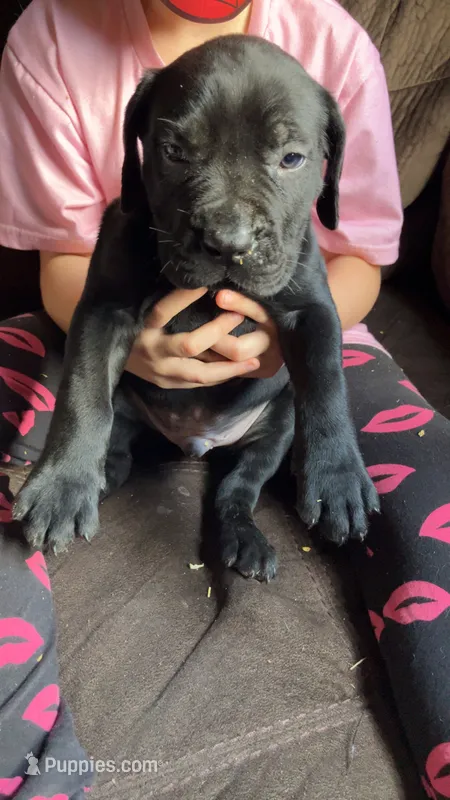 Orange boy – Cane Corso puppy for sale in Bethany, MO
