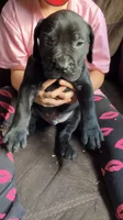 Orange boy, a male Cane Corso for sale in Bethany, MO – 4 of 4