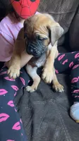 Teal collar boy , a male Cane Corso for sale in Bethany, MO – 3 of 4