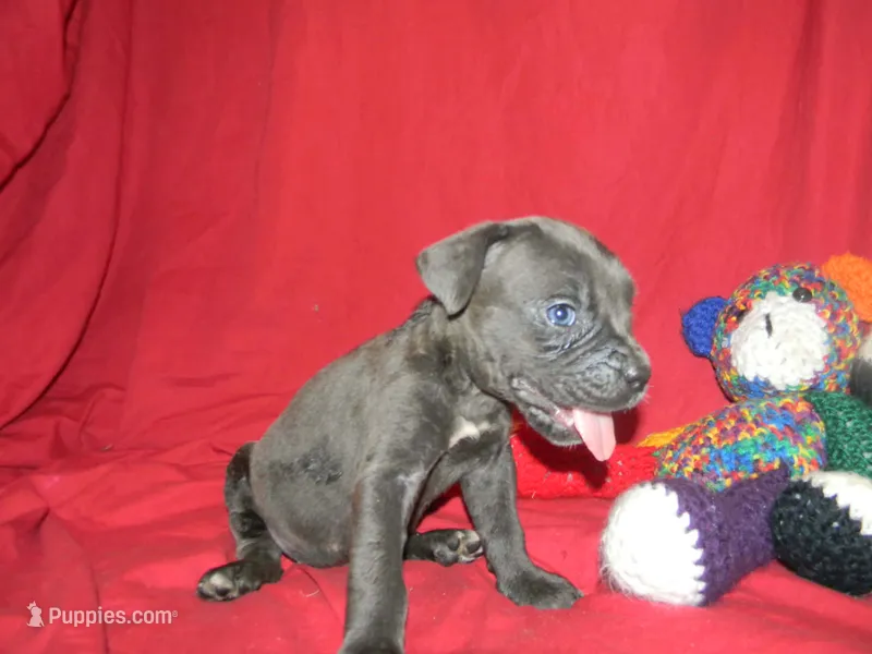 Female 3  – Cane Corso puppy for sale in Bethany, MO