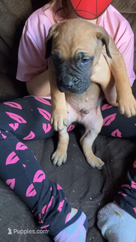 Baby blue boy  – Cane Corso puppy for sale in Bethany, MO