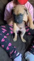 Baby blue boy , a male Cane Corso for sale in Bethany, MO – 3 of 4