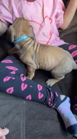 Baby blue boy , a male Cane Corso for sale in Bethany, MO – 2 of 4