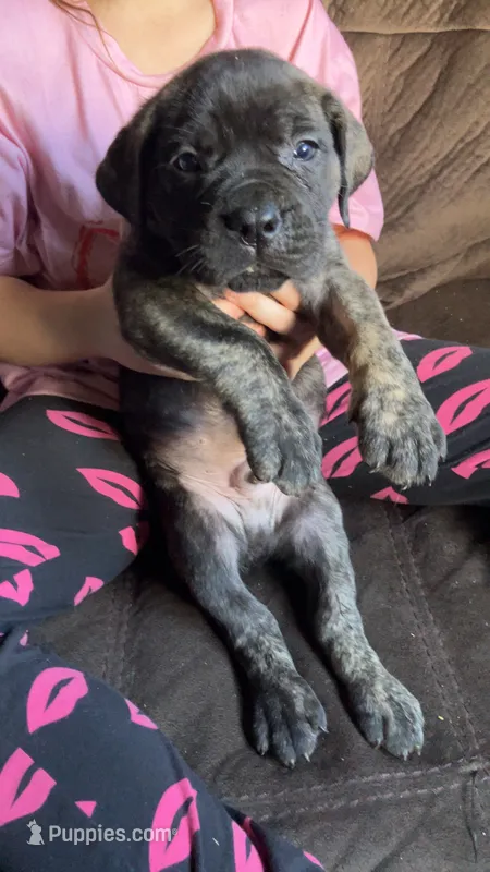 Red blue brindle boy  – Cane Corso puppy for sale in Bethany, MO