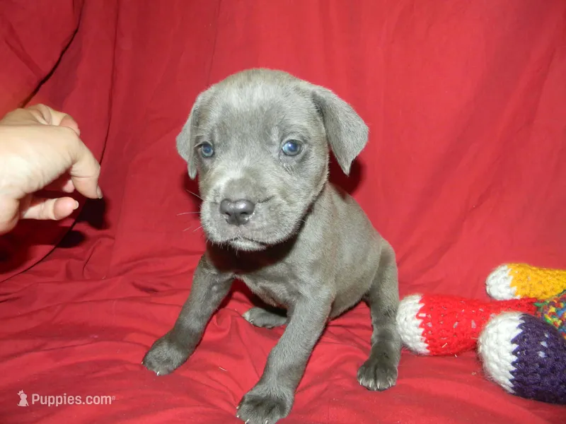 Male 2 , a male Cane Corso for sale in Bethany, MO – 1 of 5