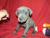 Male 2 , a male Cane Corso for sale in Bethany, MO – 1 of 5