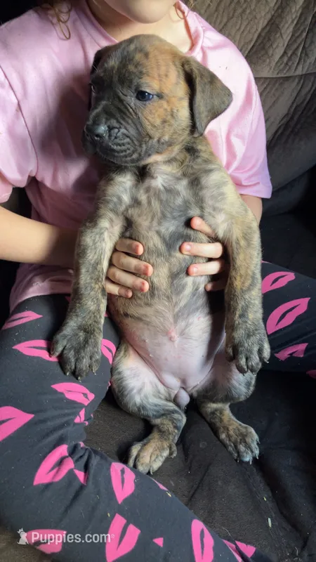 Pink girl – Cane Corso puppy for sale in Bethany, MO
