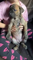 Pink girl, a female Cane Corso for sale in Bethany, MO – 4 of 4