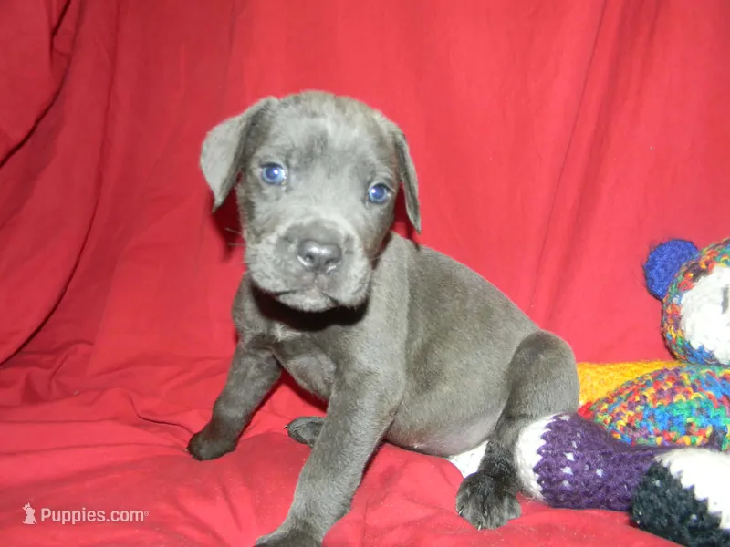 Male 5  – Cane Corso puppy for sale in Bethany, MO
