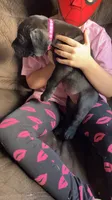 Dark pink girl, a female Cane Corso for sale in Bethany, MO – 4 of 4