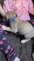 Blue collar girl , a female Cane Corso for sale in Bethany, MO – 3 of 4