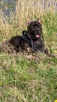 Formentino  boy, a male Cane Corso for sale in Bethany, MO – 3 of 4