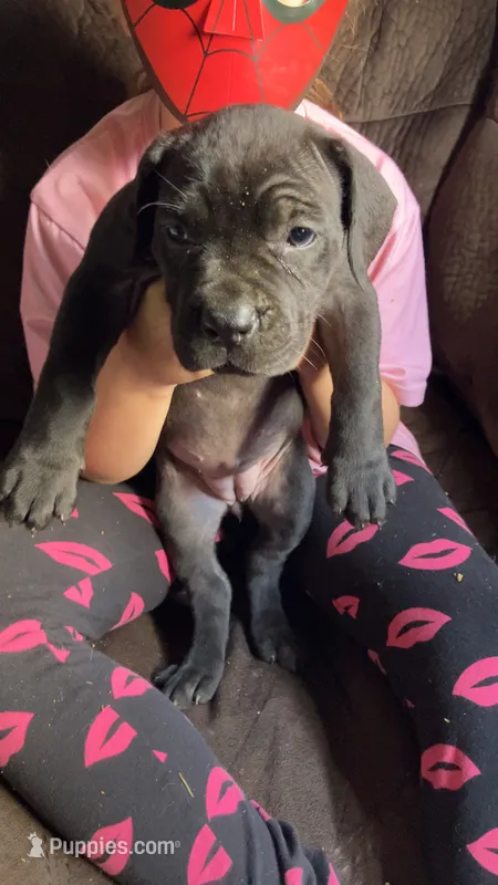 Dark pink girl – Cane Corso puppy for sale in Bethany, MO