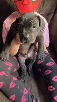Dark pink girl, a female Cane Corso for sale in Bethany, MO – 2 of 4