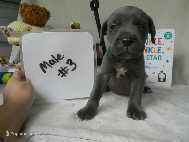 Male 3  – Cane Corso puppy for sale in Bethany, MO