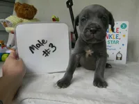 Male 3 , a male Cane Corso for sale in Bethany, MO – 1 of 1