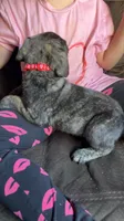 Red blue brindle boy , a male Cane Corso for sale in Bethany, MO – 4 of 4