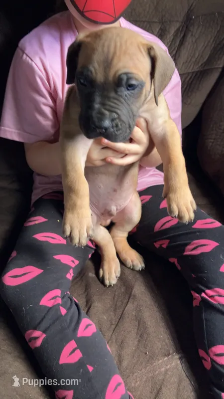 Formentino  boy – Cane Corso puppy for sale in Bethany, MO