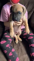 Formentino  boy, a male Cane Corso for sale in Bethany, MO – 2 of 4
