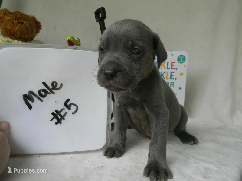 Male 5 – Cane Corso puppy for sale in Bethany, MO