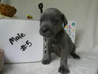 Male 5, a male Cane Corso for sale in Bethany, MO – 1 of 1